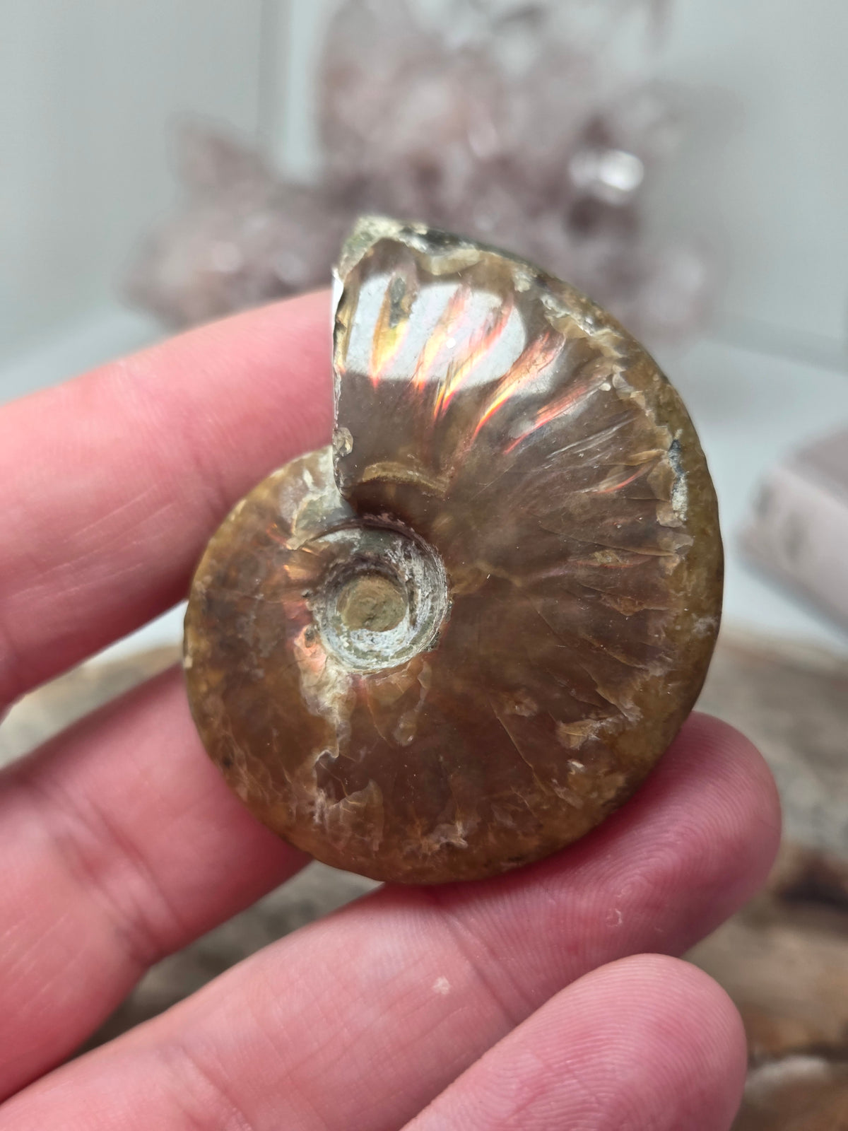 Full Rainbow Ammonite Fossil specimen option 2