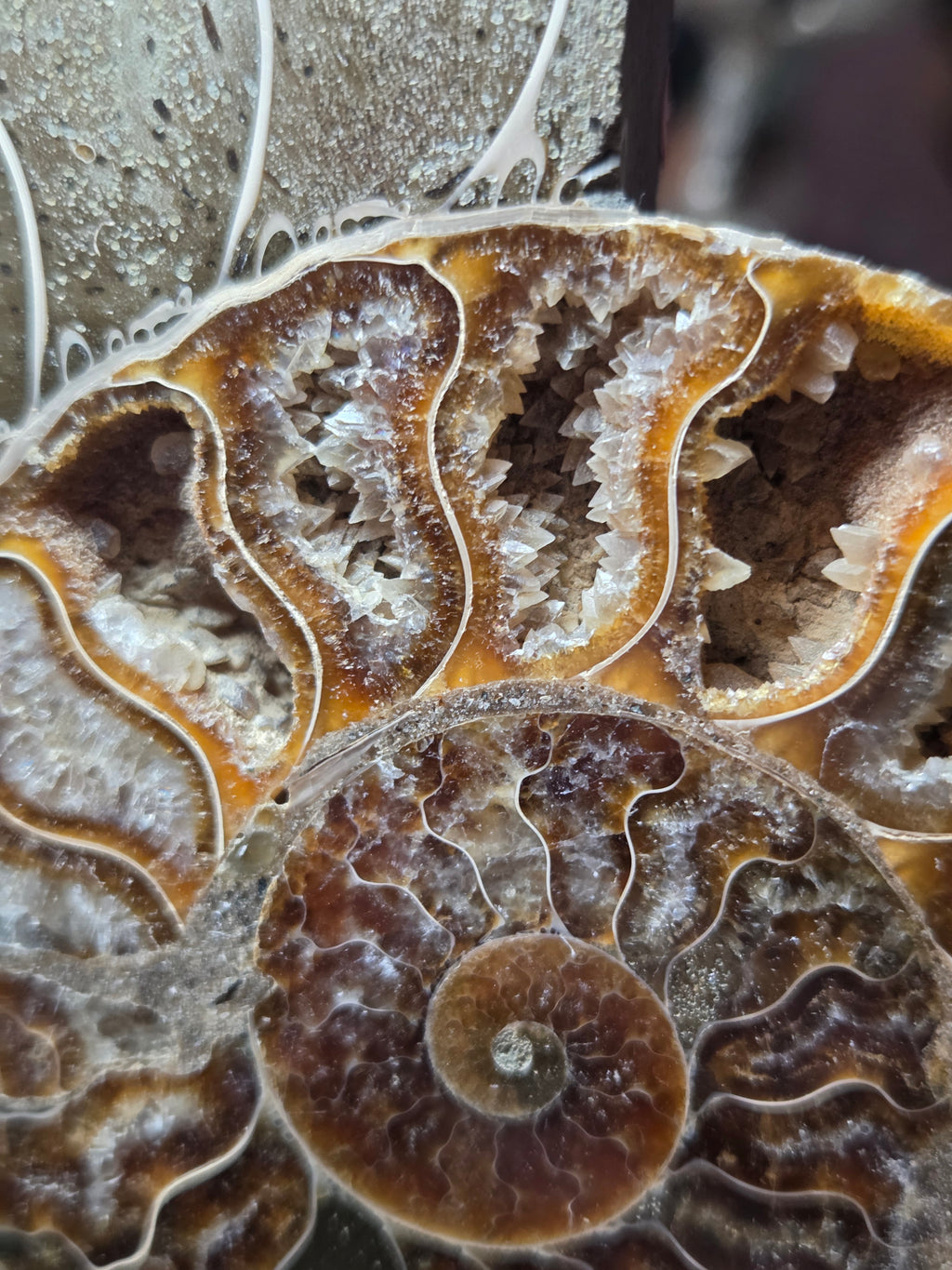 Large Amanite slices with Stands