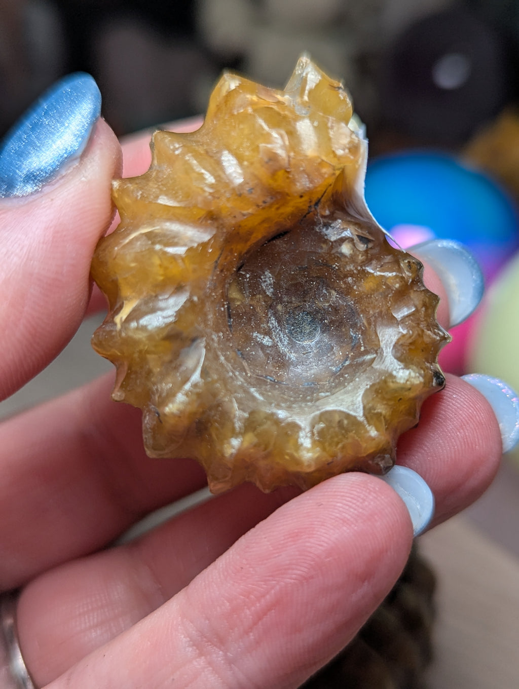 Douvilleiceras ammonite fossil