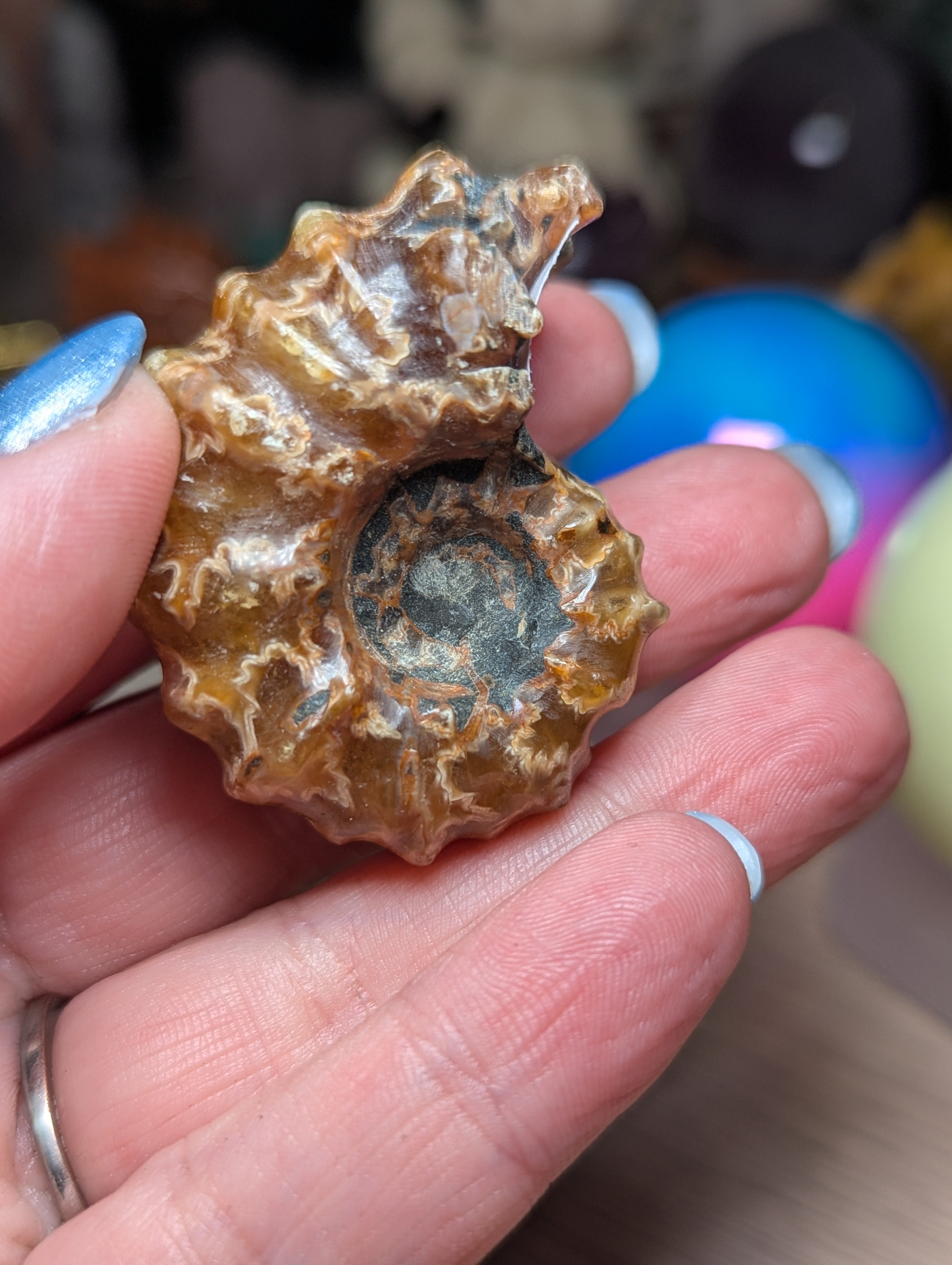 Douvilleiceras ammonite fossil