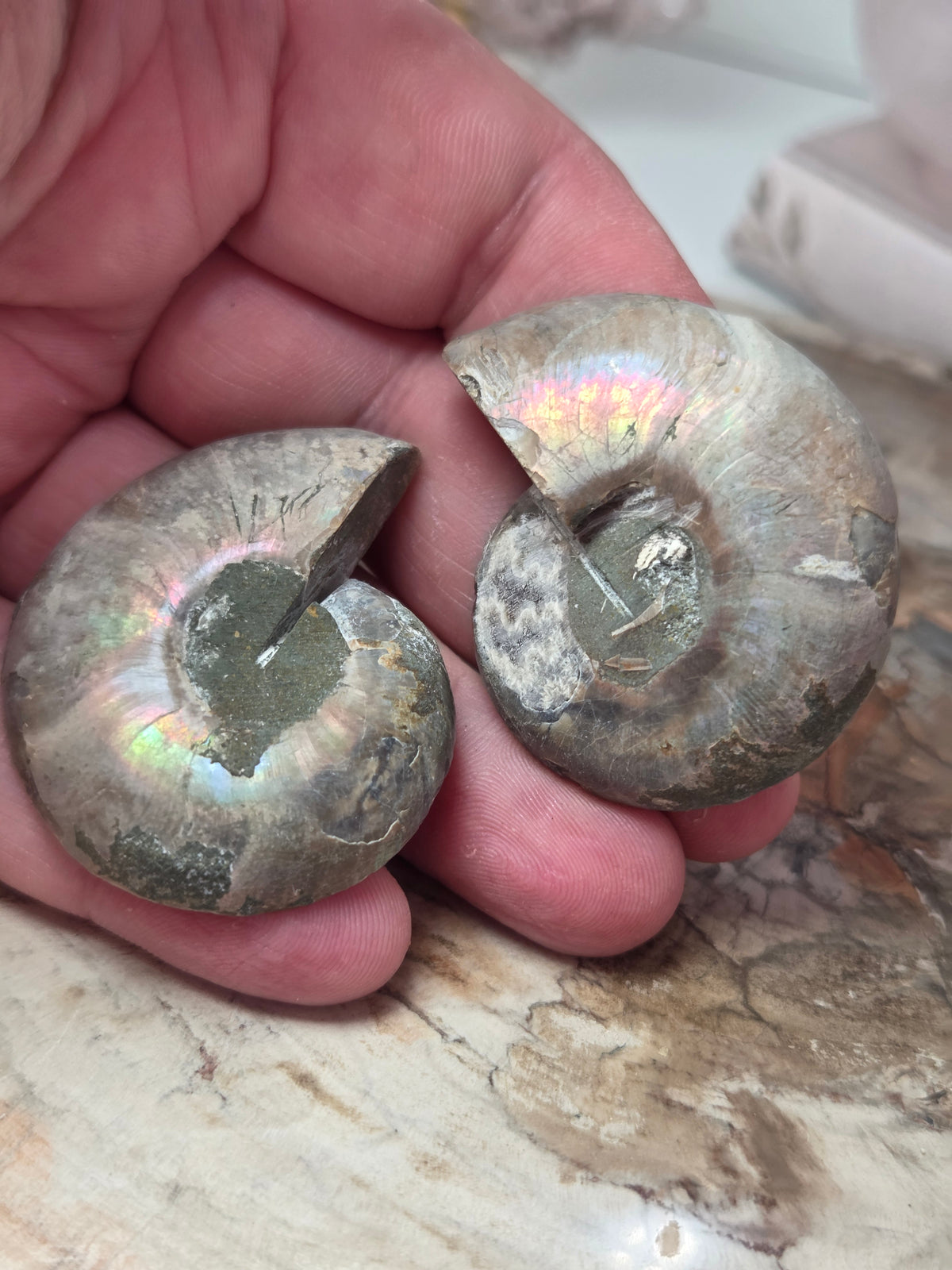 Rainbow Ammonite Fossils Set of 2 slices