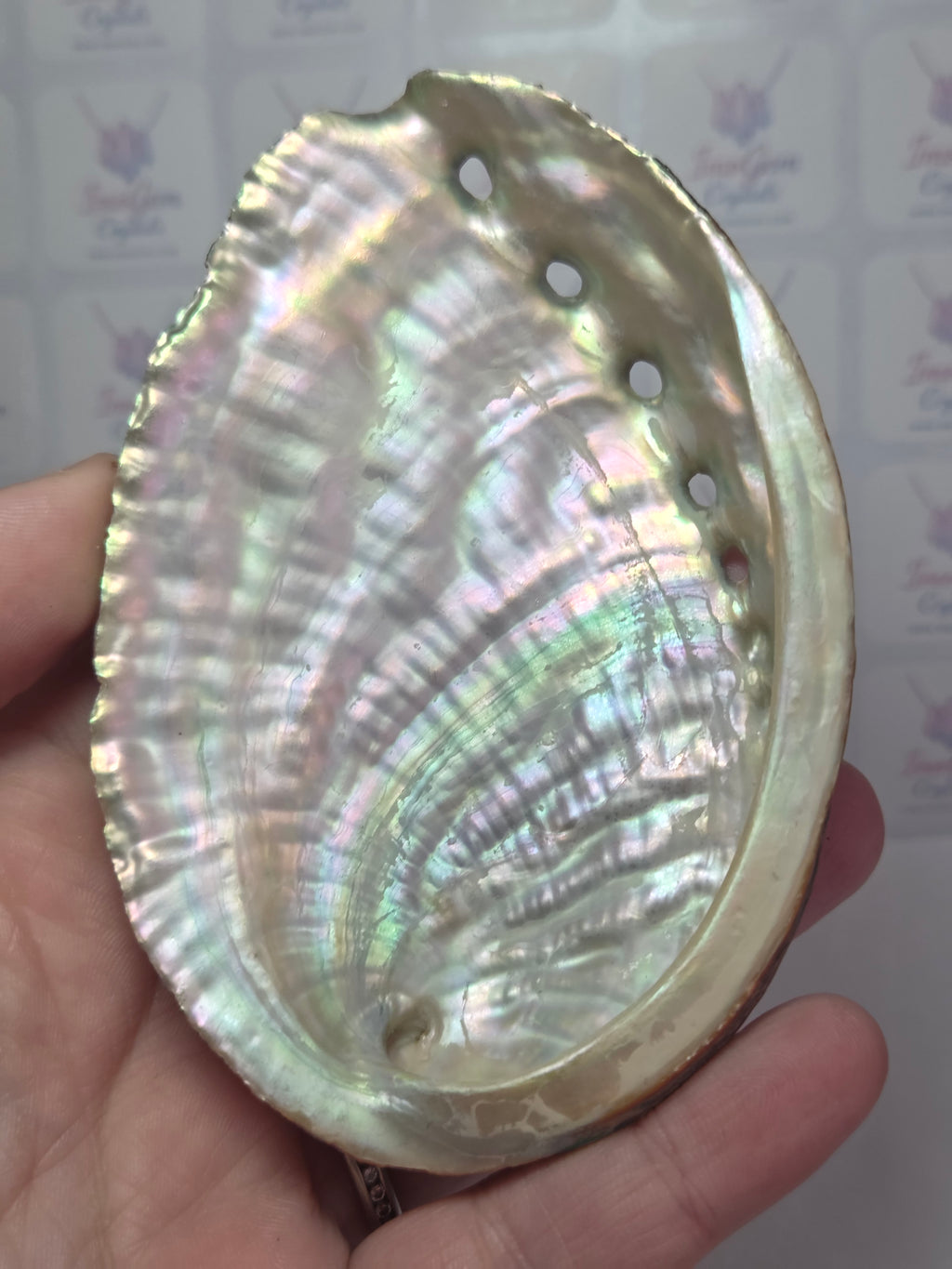 Aberlone shell