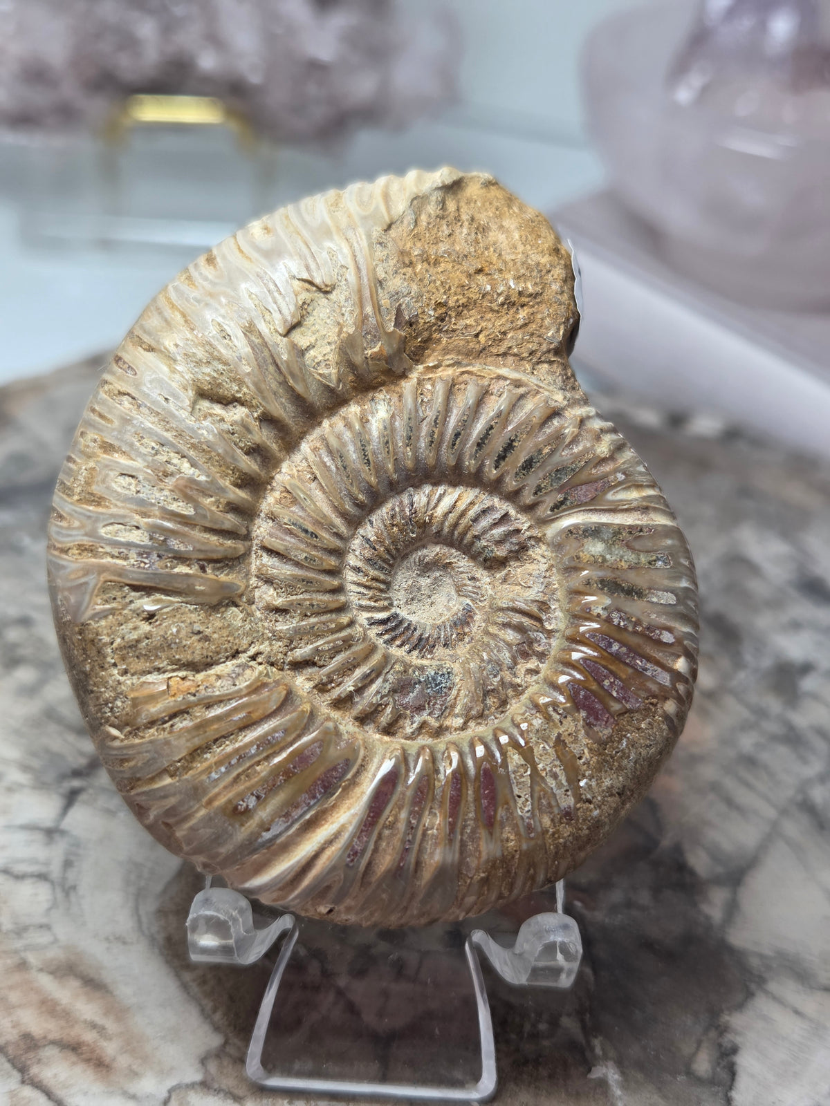 Ammonite Fossil specimen option F