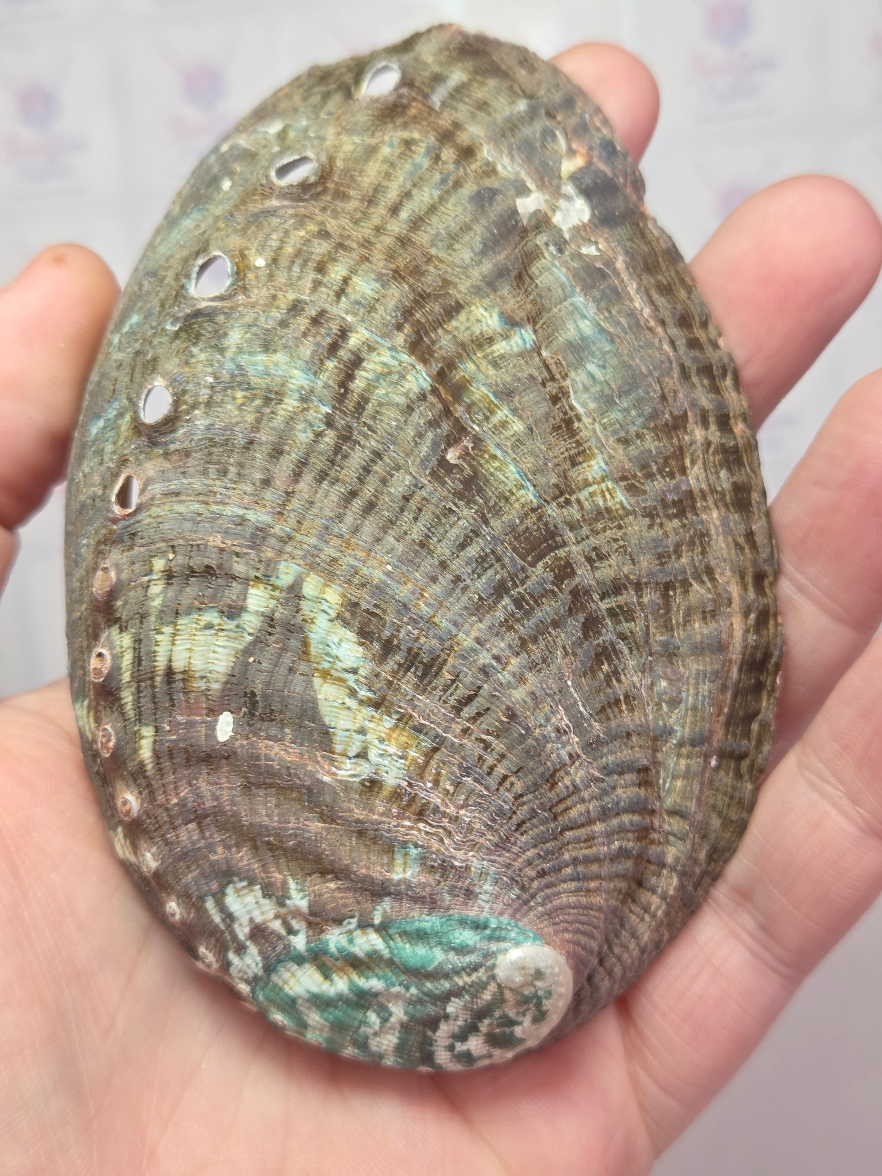 Aberlone shell