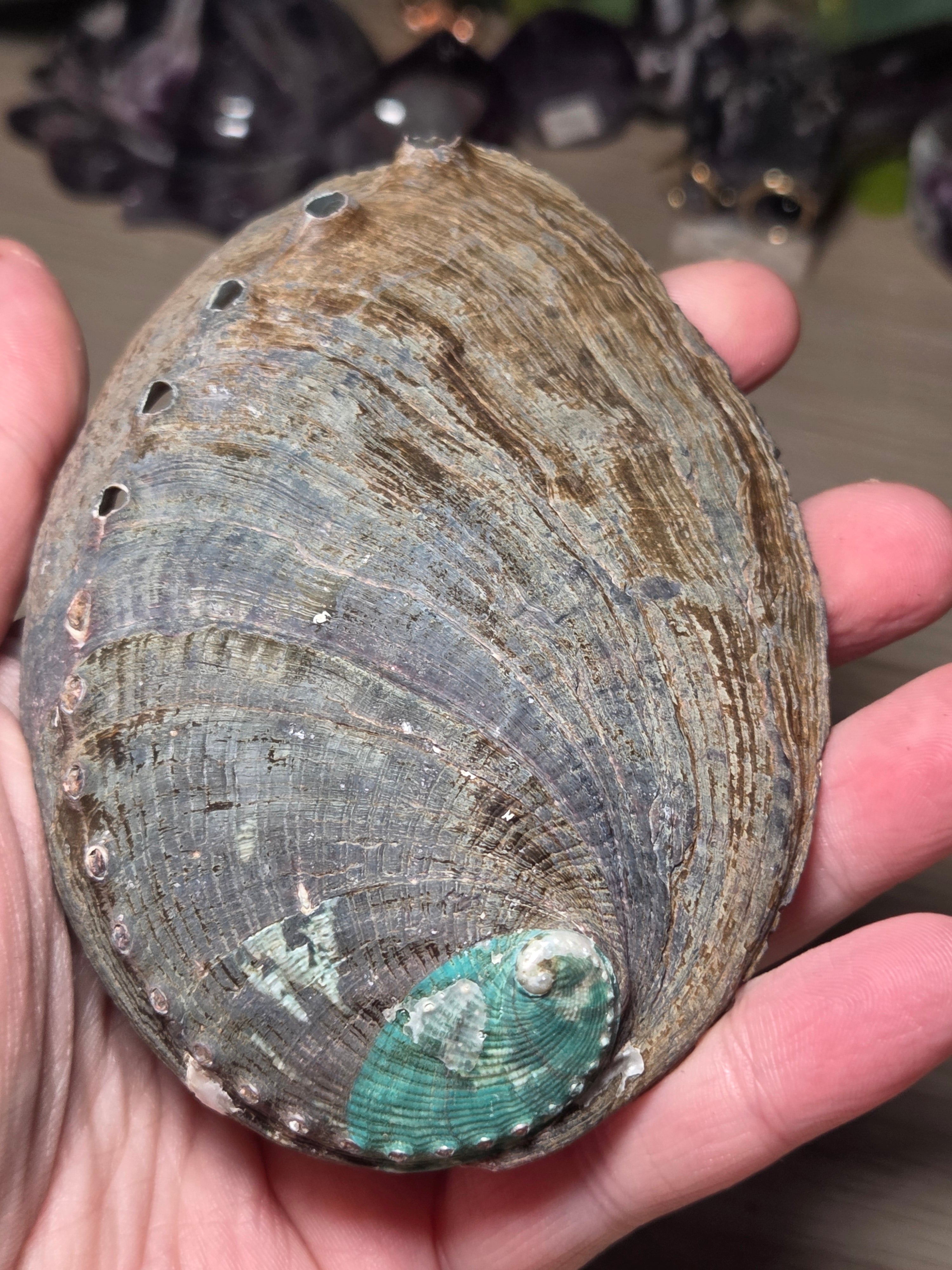 Aberlone Shell