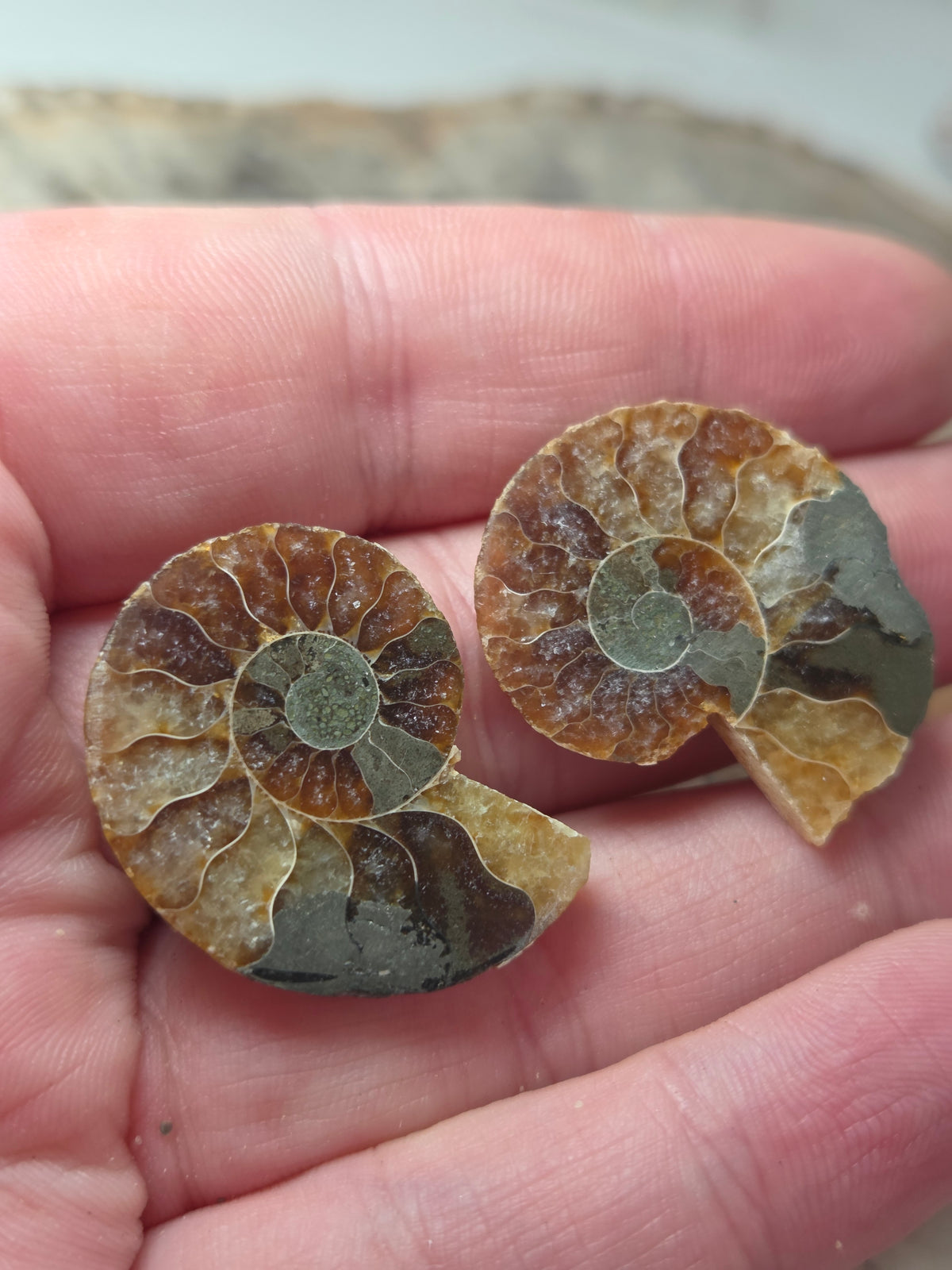 Ammonite Fossils Set of 2 slices option  V