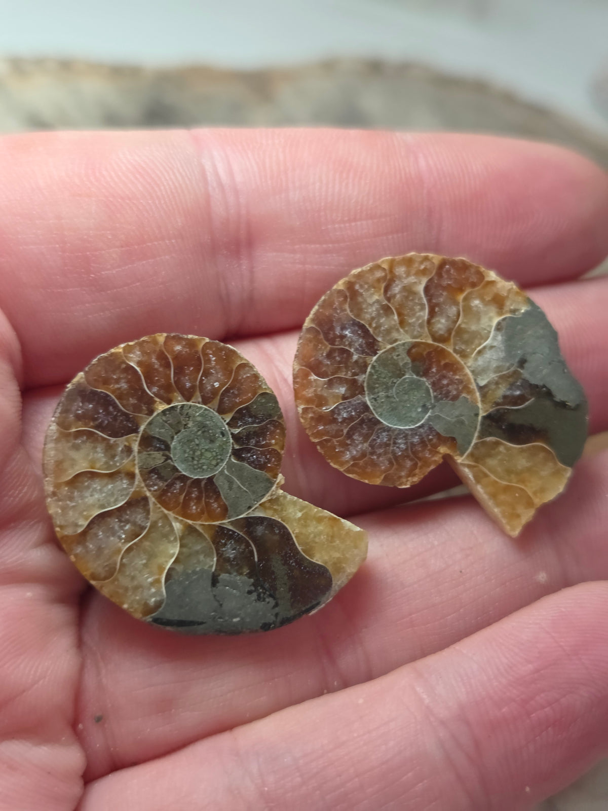 Ammonite Fossils Set of 2 slices option  V