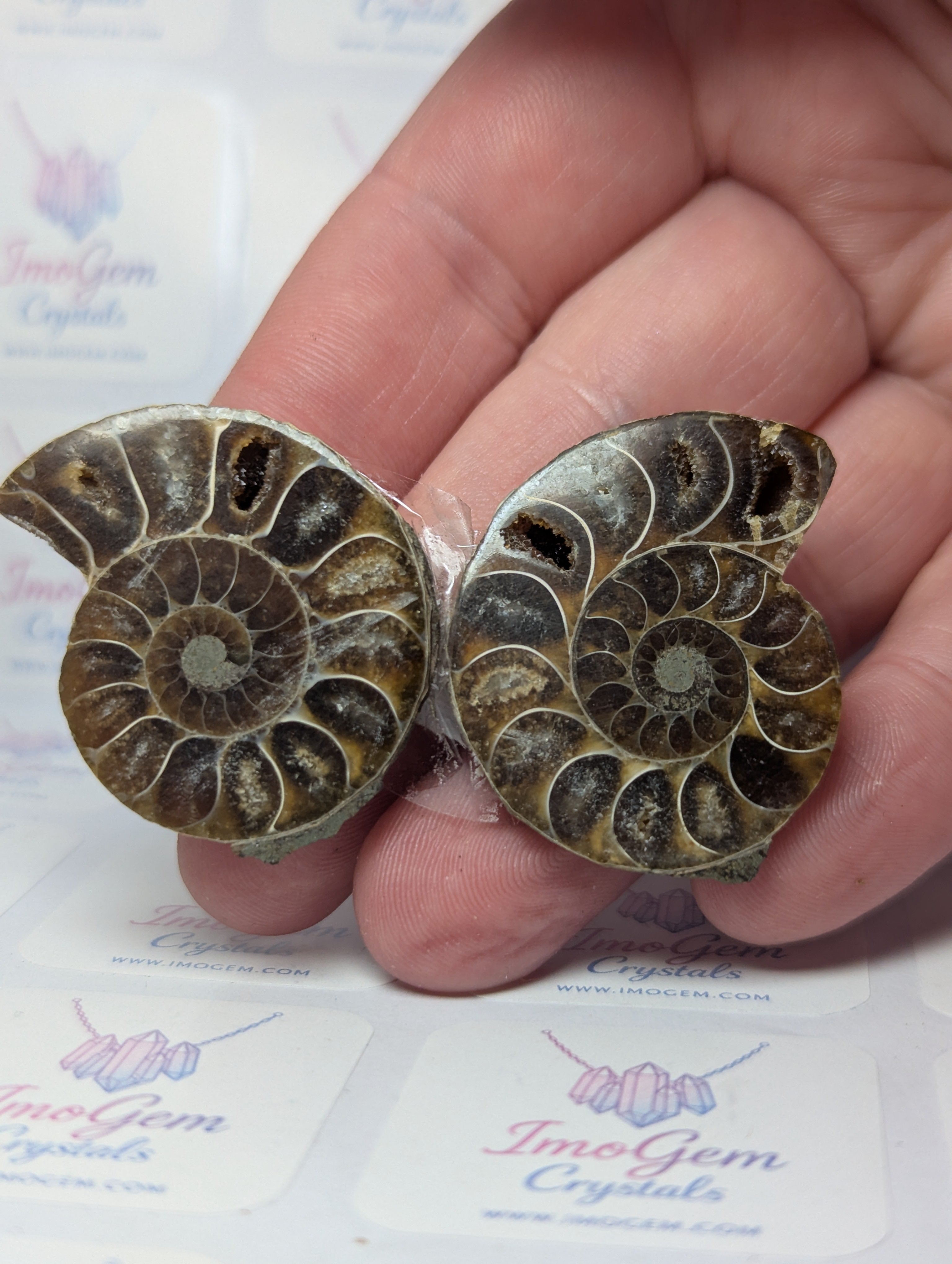Duzy Amanite fossil slices