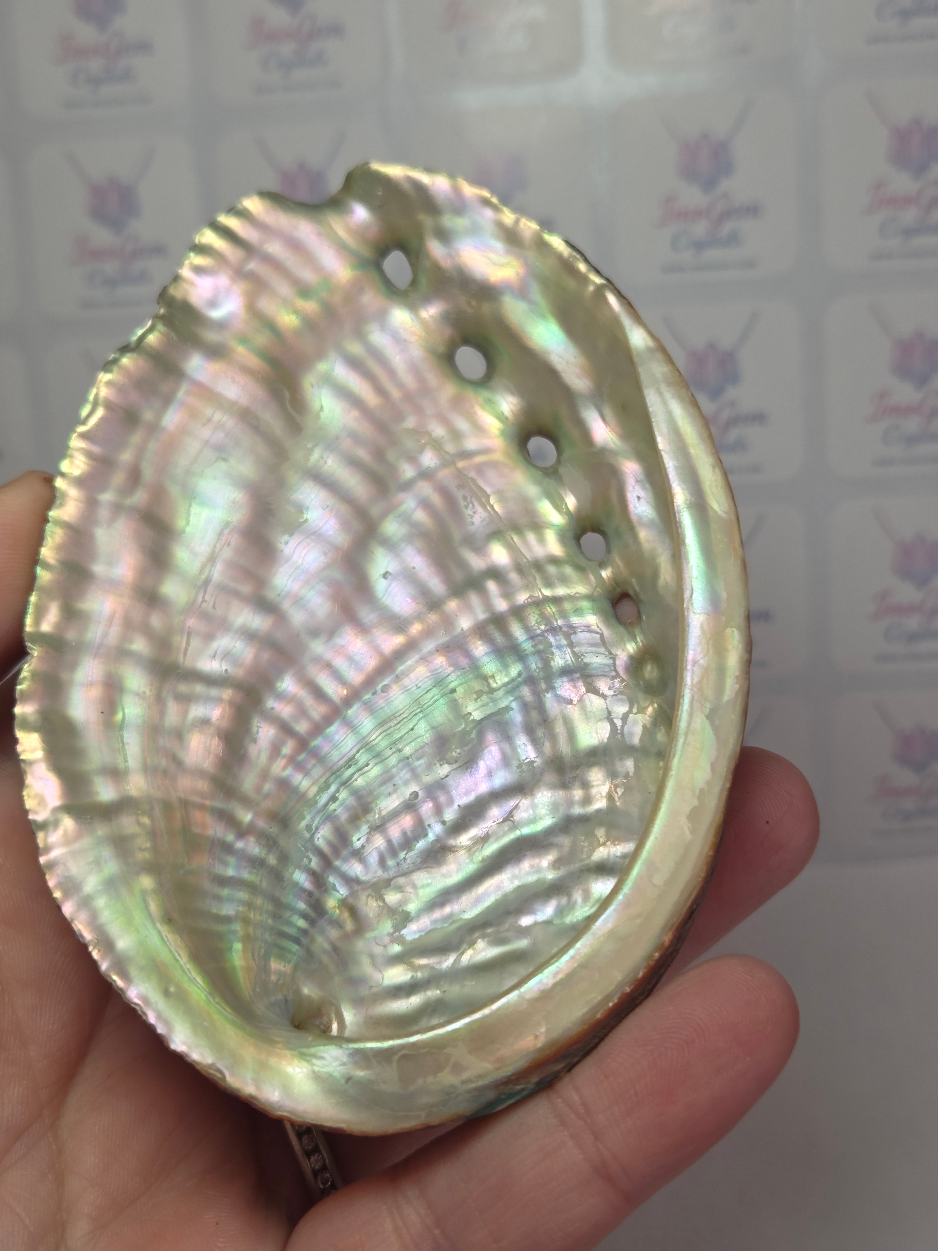 Aberlone shell