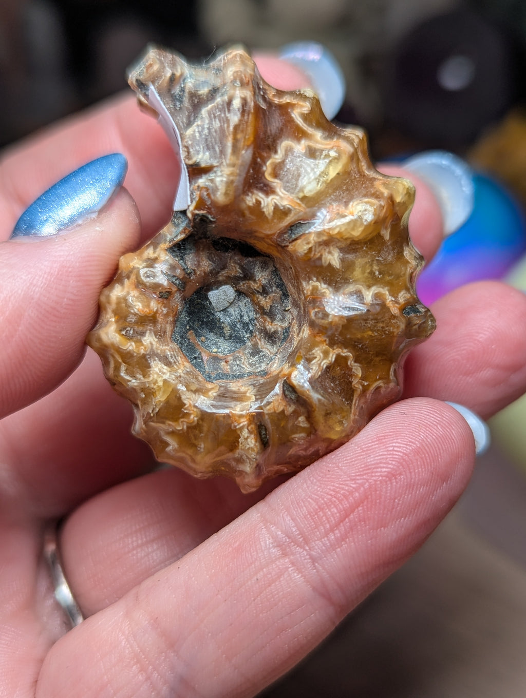 Douvilleiceras ammonite fossil