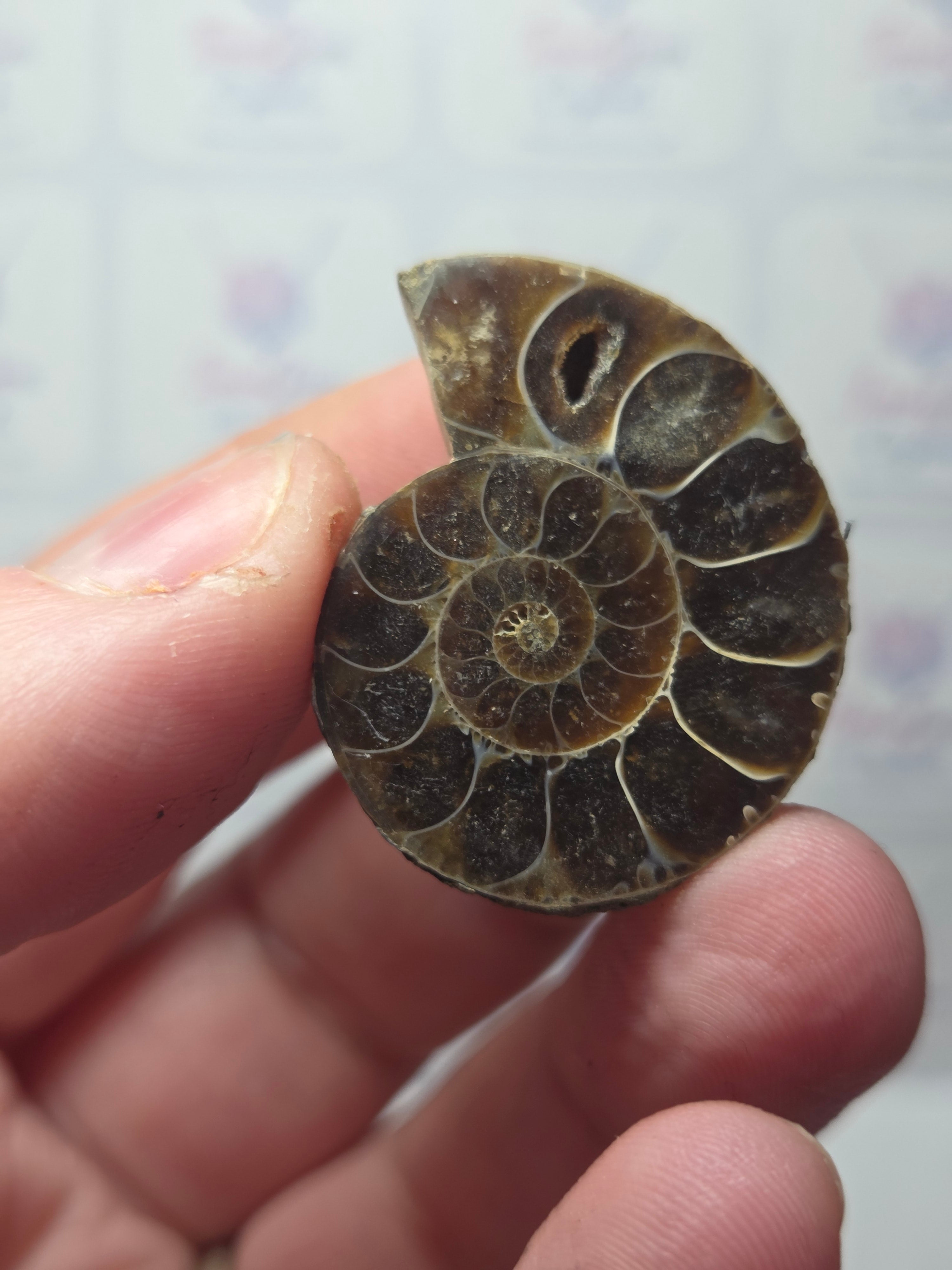 Amanite fossil slice