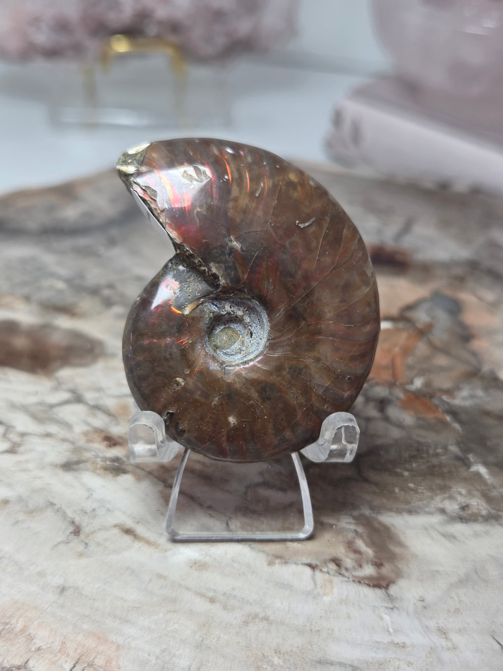 Rainbow Ammonite Fossil specimen option  K