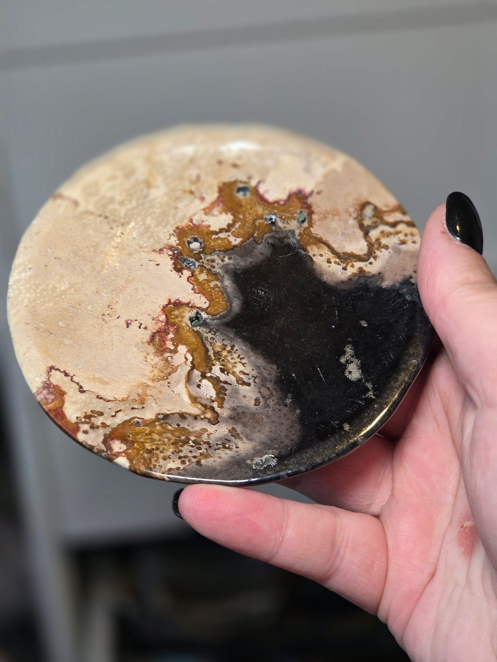 Petrified wood plate from Texas