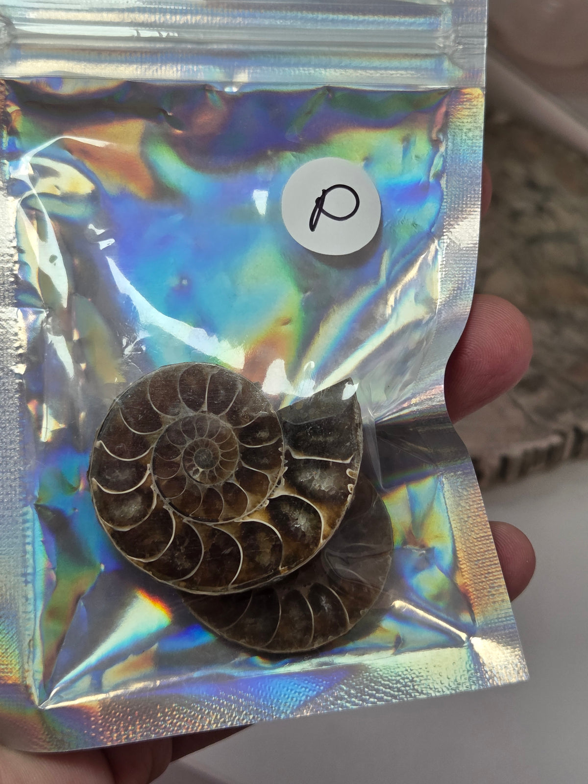 Ammonite Slices Set of 2 fossils option P