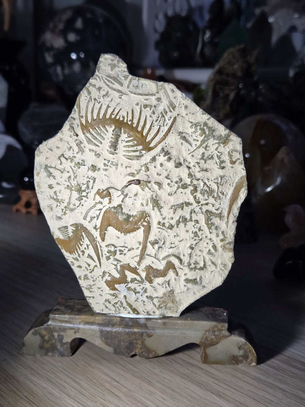 Ancient fossil arthropods called trilobites slab on jade stand