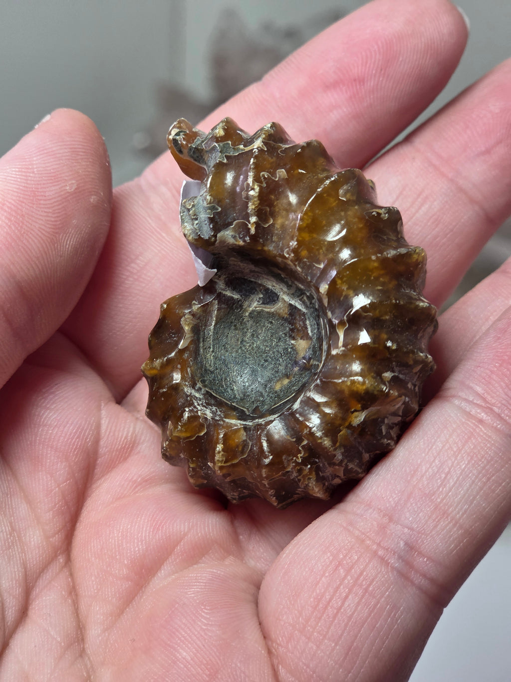 Dragon ammonite Fossil Specimen