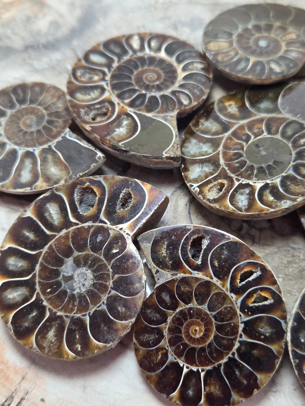 Ammonite Fossil slice  one piece