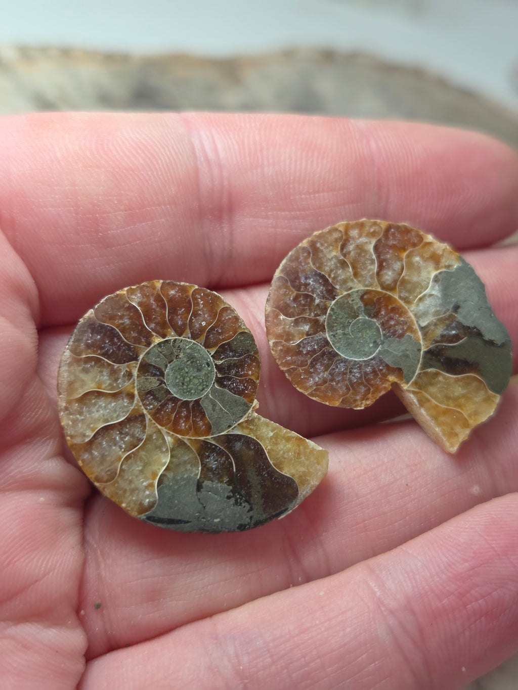 Ammonite Fossils Set of 2 slices option  V