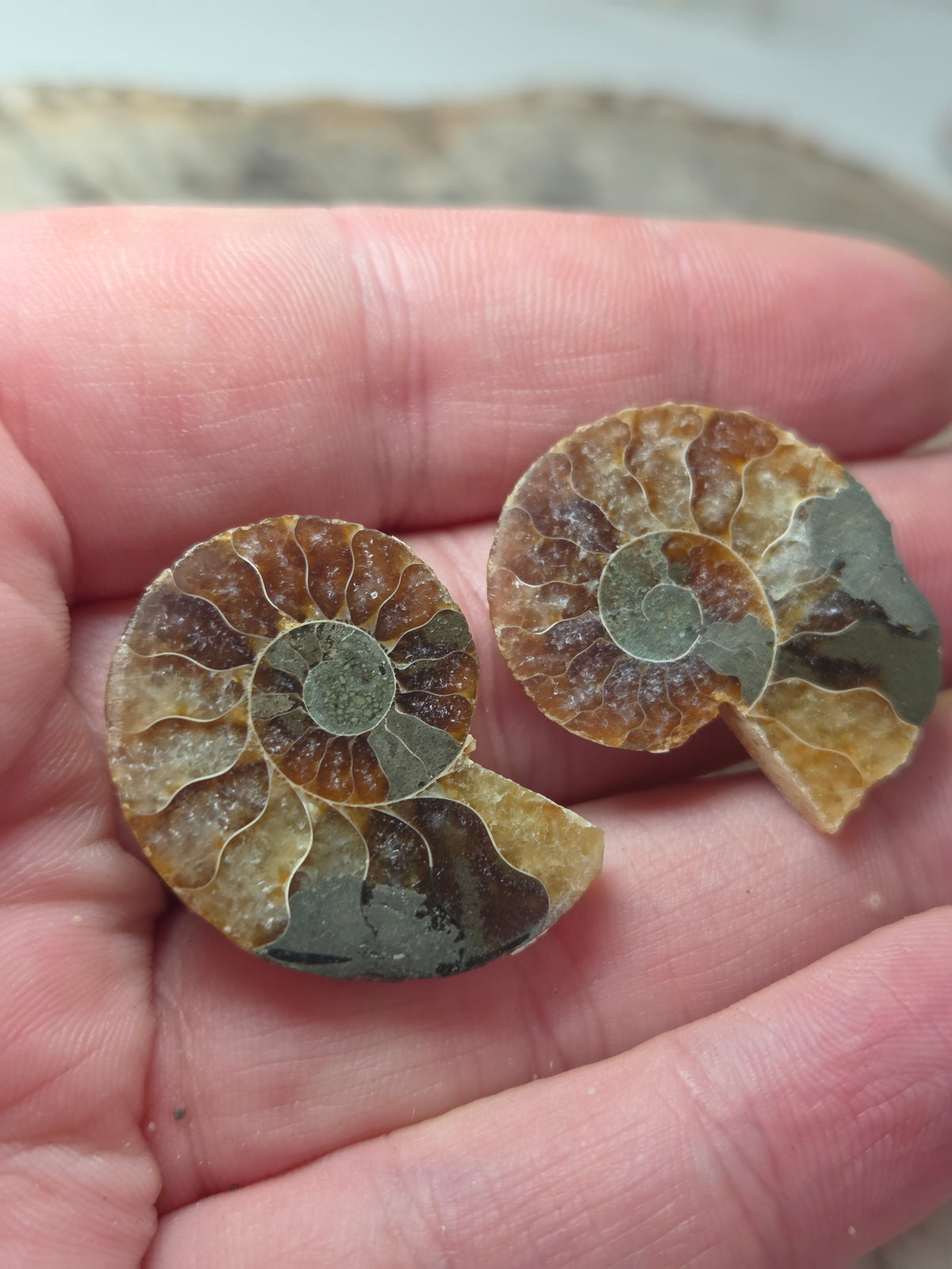 Ammonite Fossils Set of 2 slices option  V