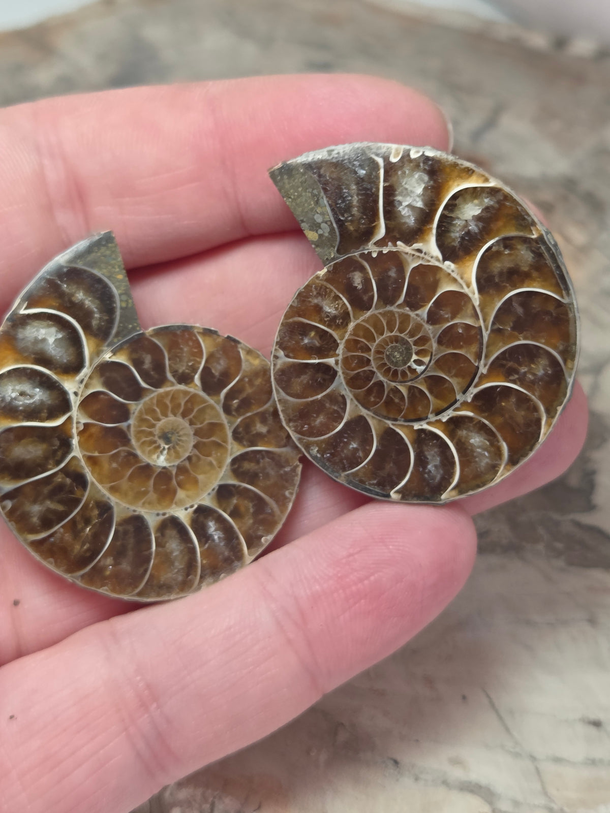 Ammonite Slices Set of 2 fossils option P
