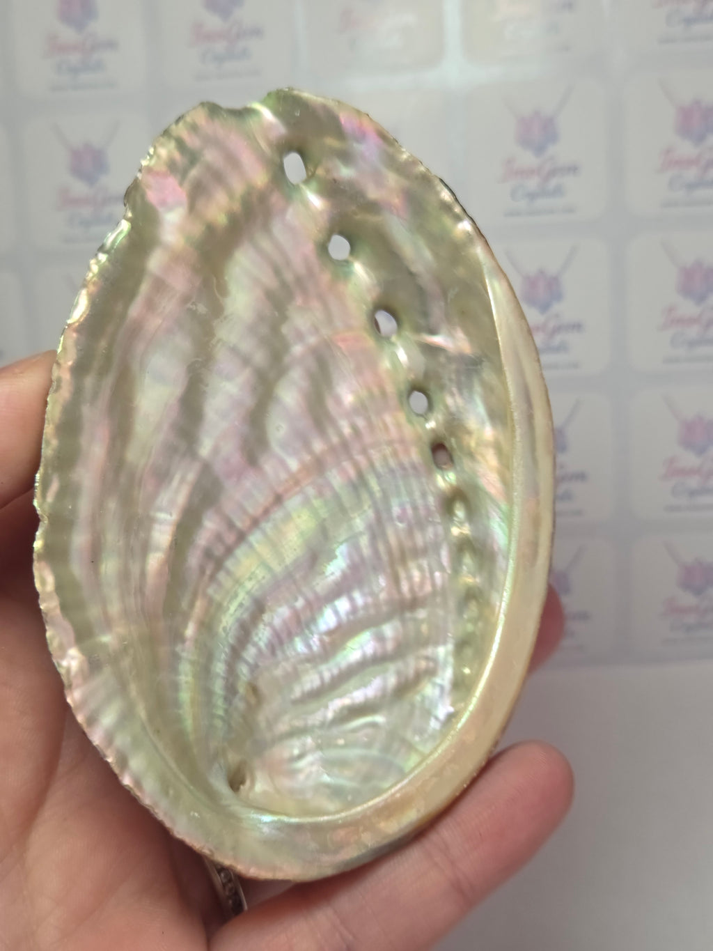 Aberlone shell