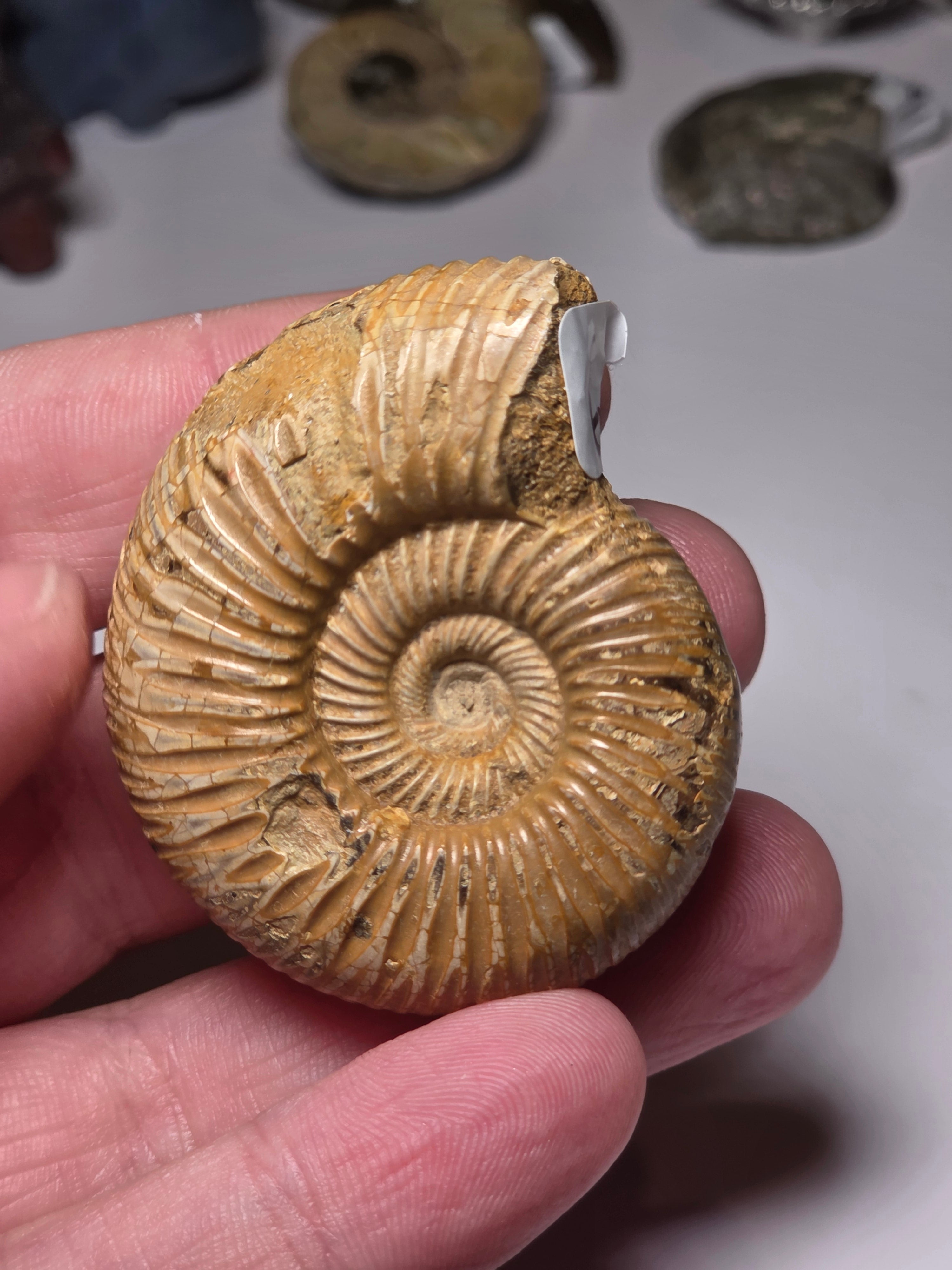 Amanite Fossil