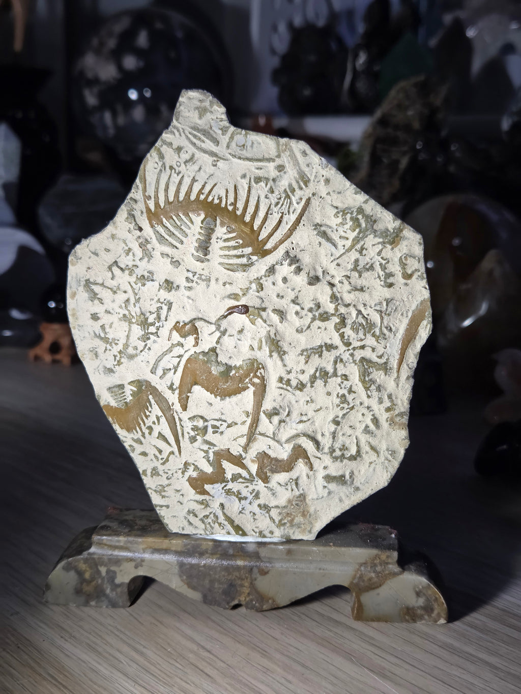 Ancient fossil arthropods called trilobites slab on jade stand