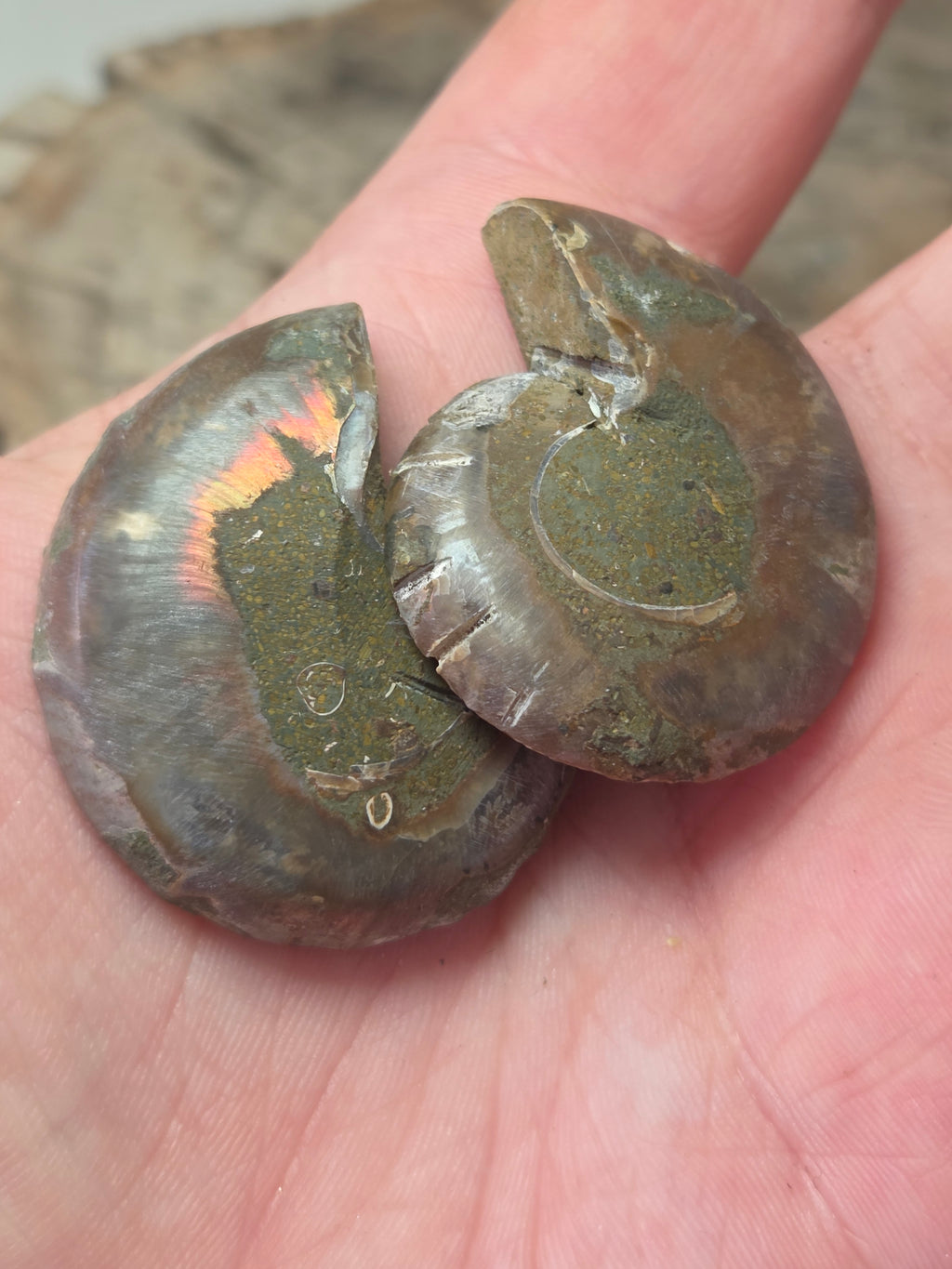 Ammonite Slices Set of 2 fossils option P