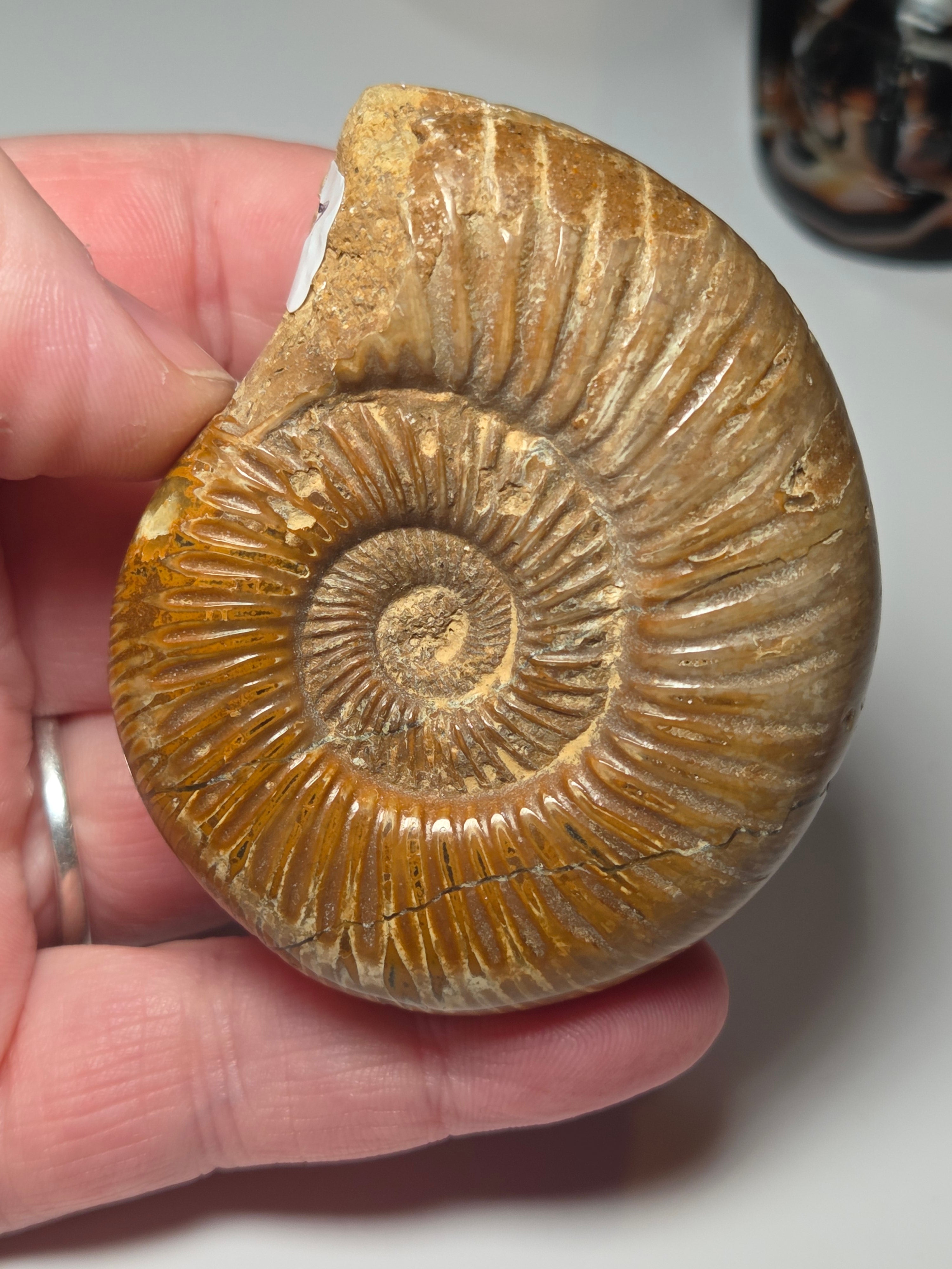 Amanite full fossil