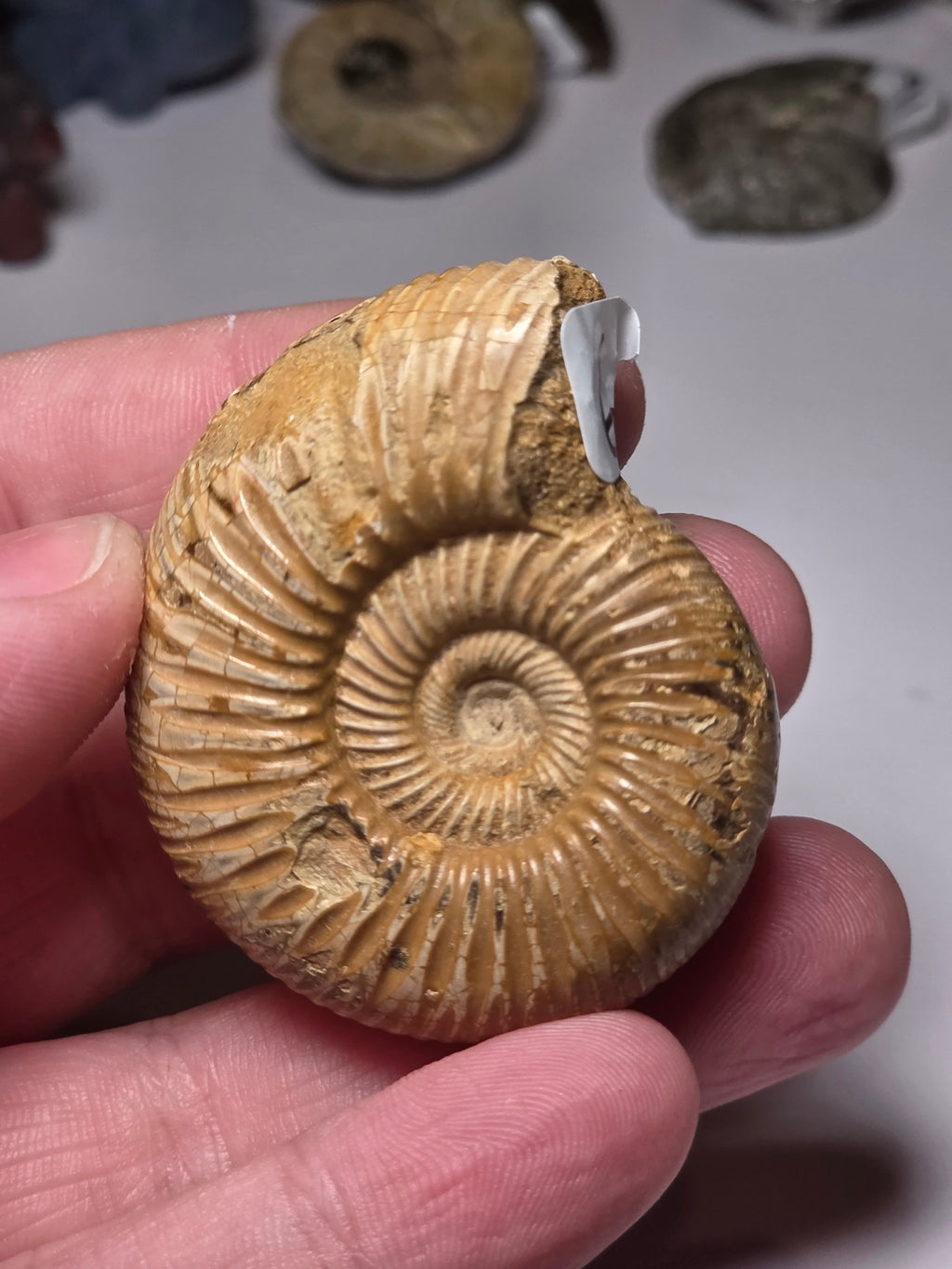 Amanite Fossil