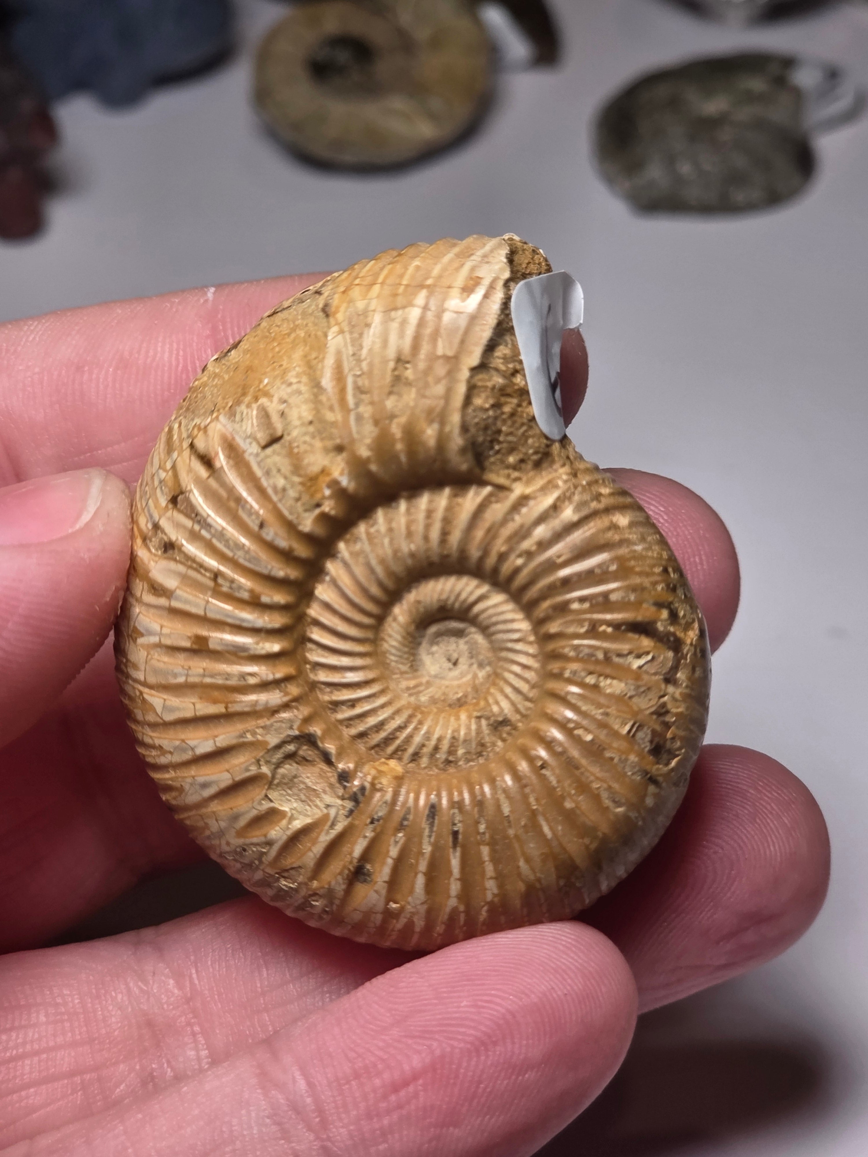 Amanite Fossil