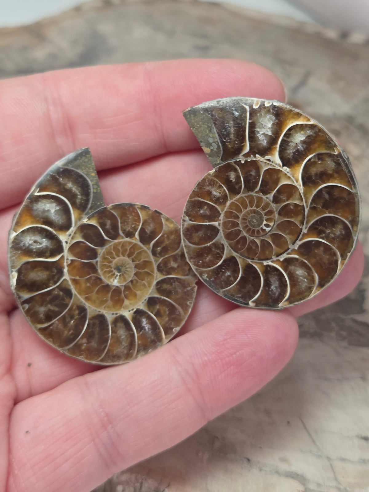 Ammonite Slices Set of 2 fossils option P