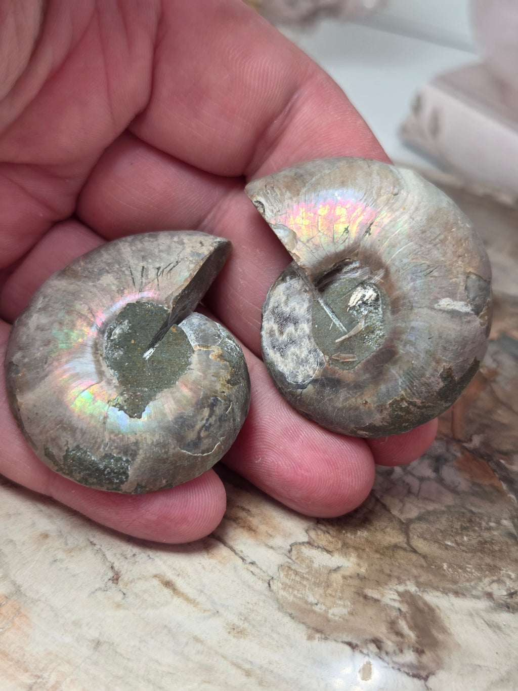 Rainbow Ammonite Fossils Set of 2 slices