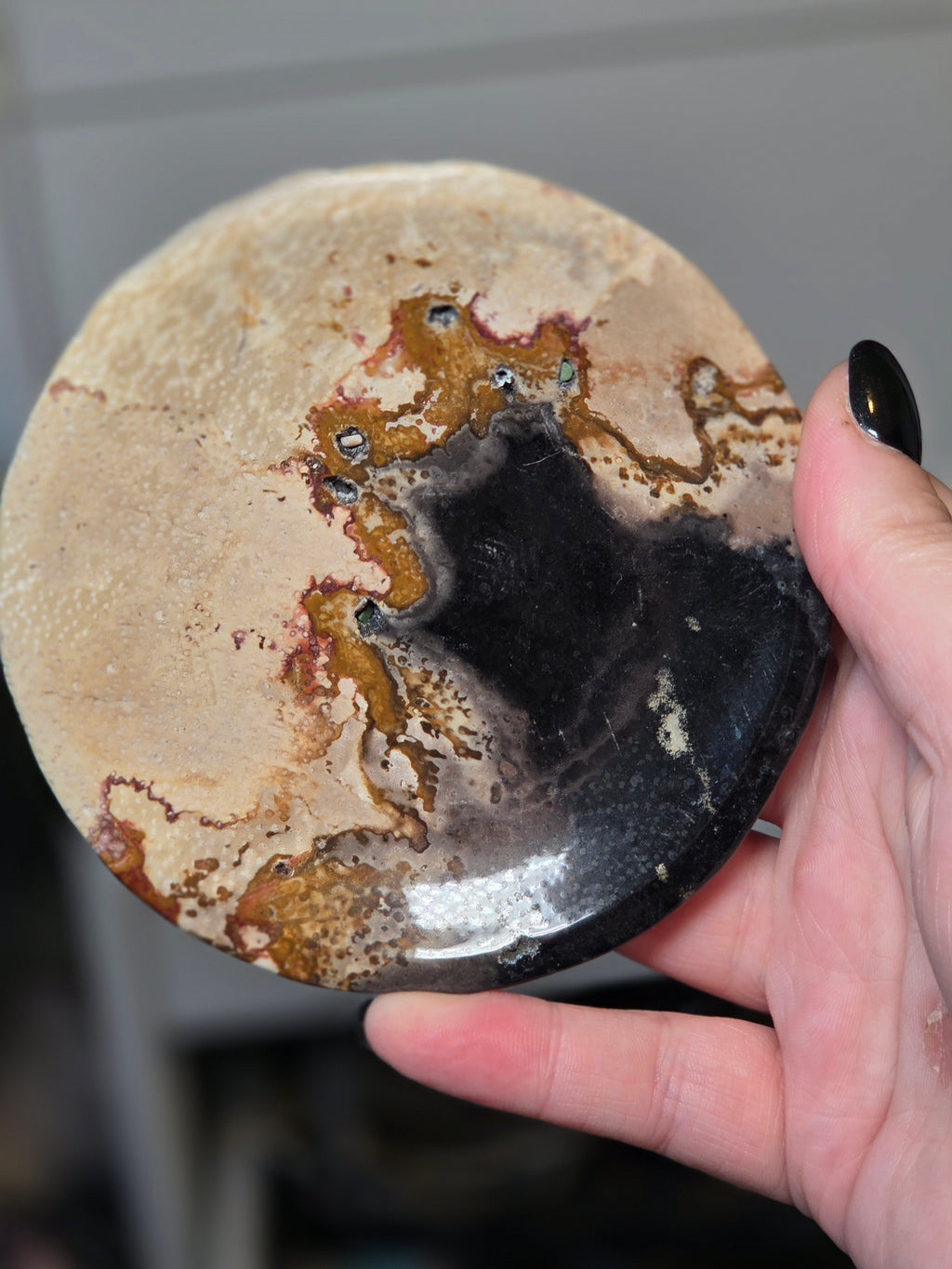 Petrified wood plate from Texas