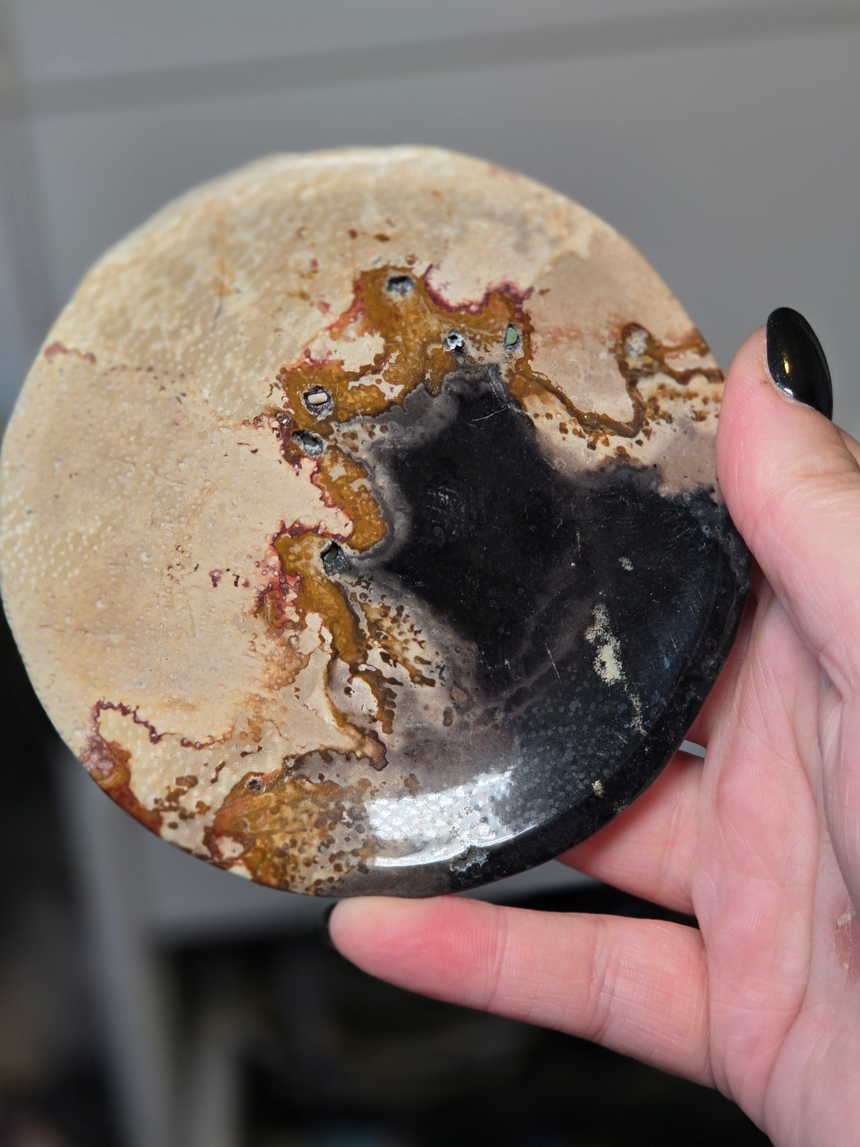 Petrified wood plate from Texas