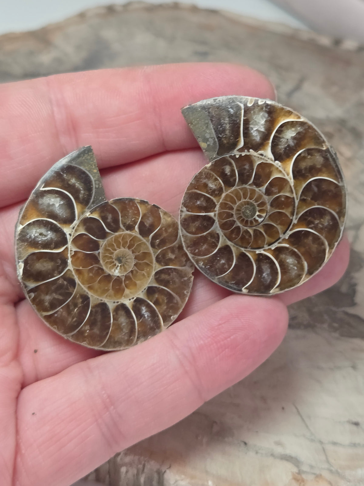 Ammonite Slices Set of 2 fossils option P