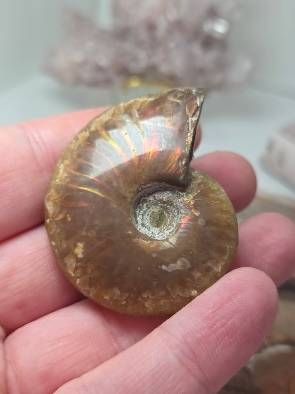 Full Rainbow Ammonite Fossil specimen option 2