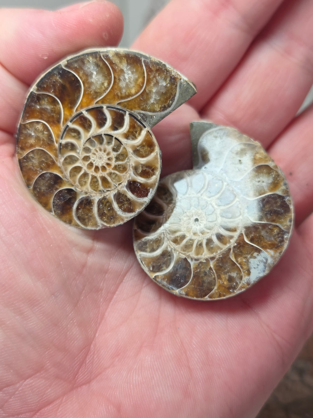 Rainbow Ammonite Fossils Set of 2 slices